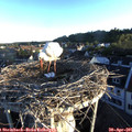 06_35-nest.jpg