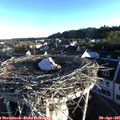 06_50-nest.jpg