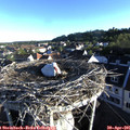 07_05-nest.jpg