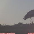 07_10-mast.jpg
