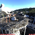 07_10-nest.jpg