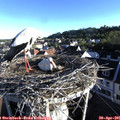 07_15-nest.jpg