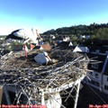 07_20-nest.jpg