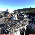 07_30-nest.jpg