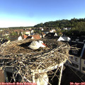 07_50-nest.jpg