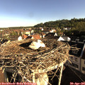 08_05-nest.jpg