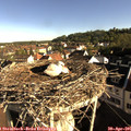 08_10-nest.jpg