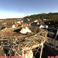 08_15-nest.jpg