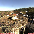 08_20-nest.jpg