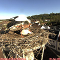08_45-nest.jpg