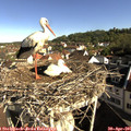 08_50-nest.jpg