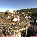 08_55-nest.jpg