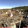 09_25-nest.jpg