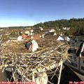 09_30-nest.jpg