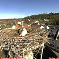 09_35-nest.jpg
