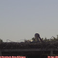 09_40-mast.jpg