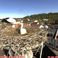 09_50-nest.jpg