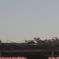 09_55-mast.jpg