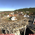 09_55-nest.jpg