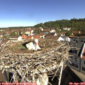 10_10-nest.jpg