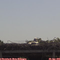 10_15-mast.jpg