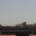 10_25-mast.jpg