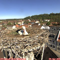 10_25-nest.jpg