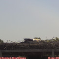 10_30-mast.jpg