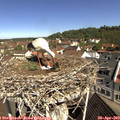 10_30-nest.jpg