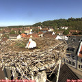 10_35-nest.jpg