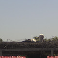 10_40-mast.jpg