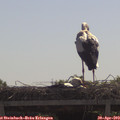 10_45-mast.jpg