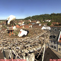 10_45-nest.jpg