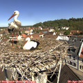 10_50-nest.jpg