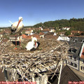 10_55-nest.jpg