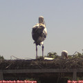 11_00-mast.jpg