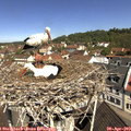 11_00-nest.jpg