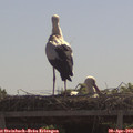 11_05-mast.jpg