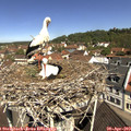 11_05-nest.jpg