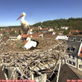 11_10-nest.jpg