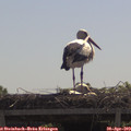 11_15-mast.jpg