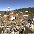 11_15-nest.jpg
