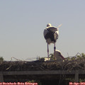 11_20-mast.jpg