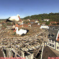 11_20-nest.jpg