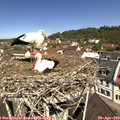 11_25-nest.jpg