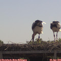 11_30-mast.jpg