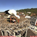 11_30-nest.jpg