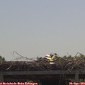 11_35-mast.jpg