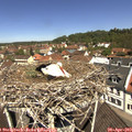 11_40-nest.jpg