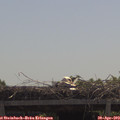 11_45-mast.jpg